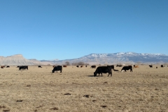 Cows24